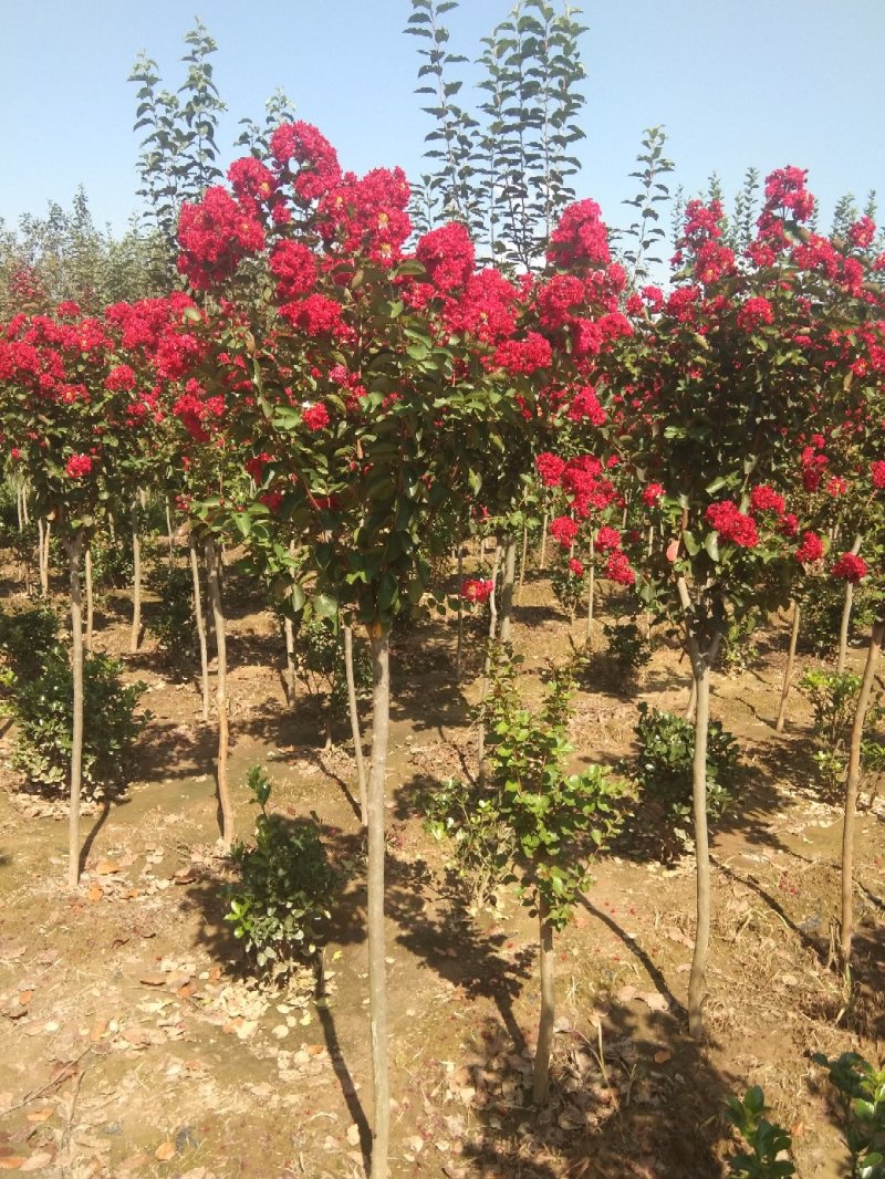 桂花30~50cm庭院观赏品种包成活包技术