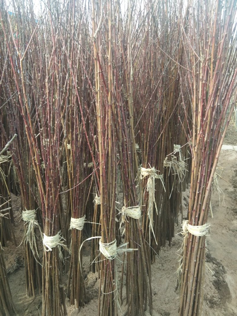 构树51~80cm