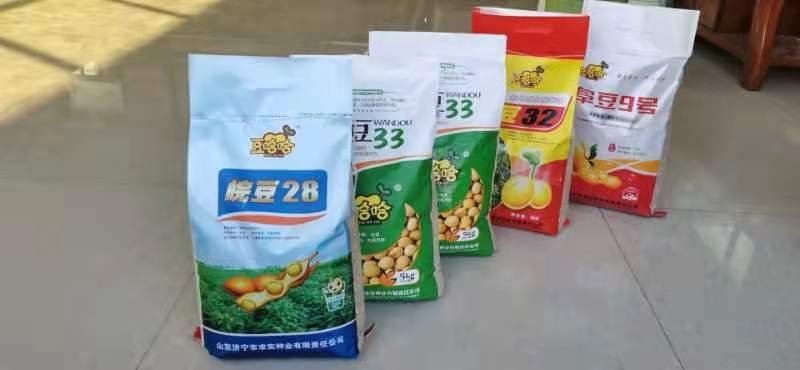 大豆种子
