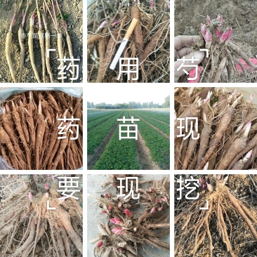 芍药苗，赤芍苗，基地直供，保品种，保成活，包回收