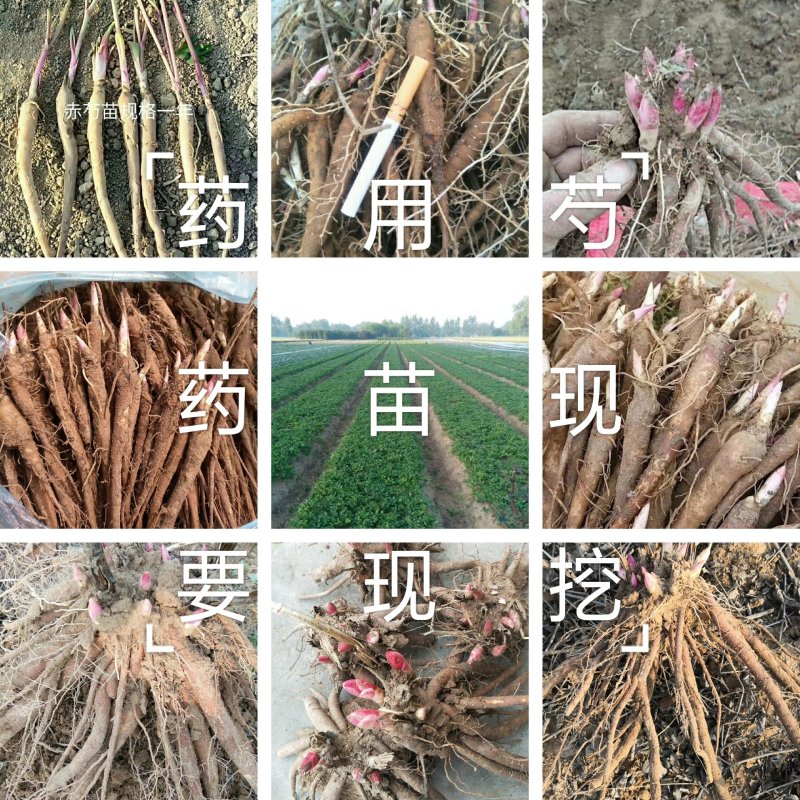 芍药苗，赤芍苗，基地直供，保品种，保成活，包回收