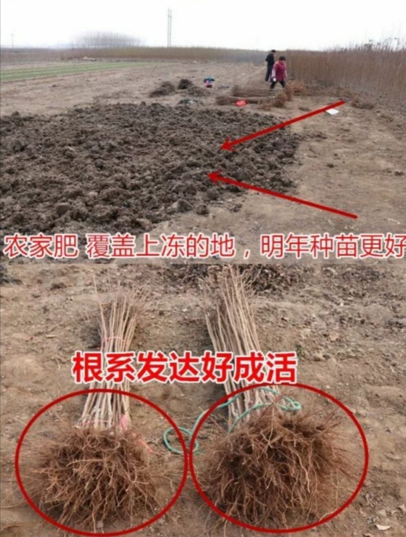 黄金桃树苗优质嫁接苗品种纯果大脆甜产量高稳产