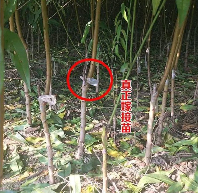 黄金桃树苗优质嫁接苗品种纯果大脆甜产量高稳产