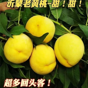 黄金桃树苗优质嫁接苗品种纯果大脆甜产量高稳产