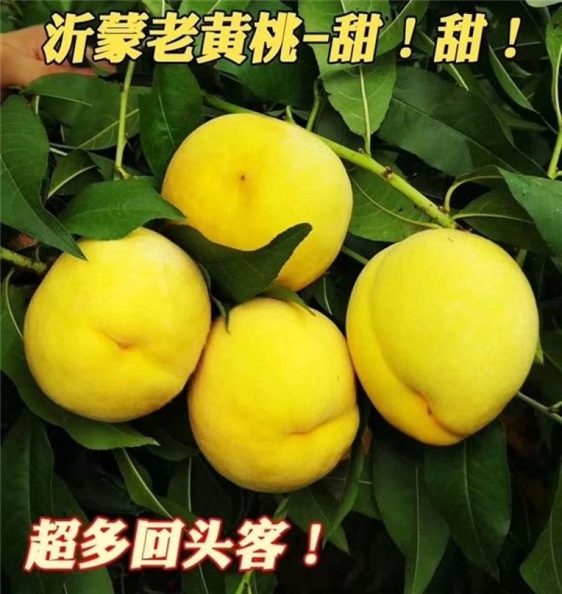 黄金桃树苗优质嫁接苗品种纯果大脆甜产量高稳产