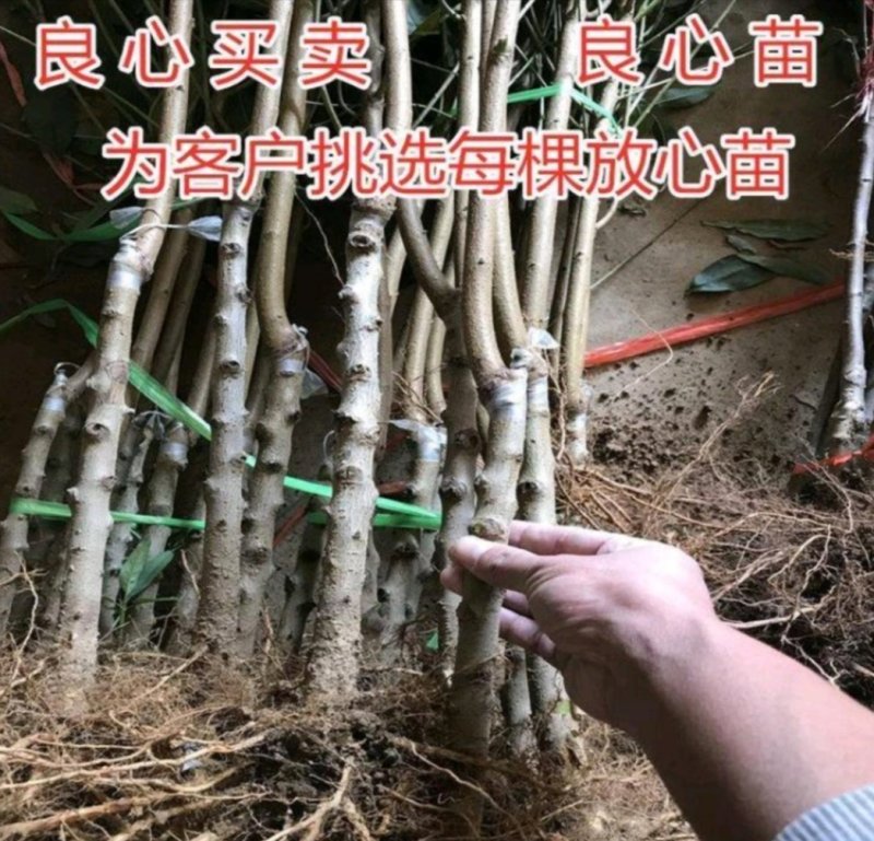 黄金桃树苗优质嫁接苗品种纯果大脆甜产量高稳产