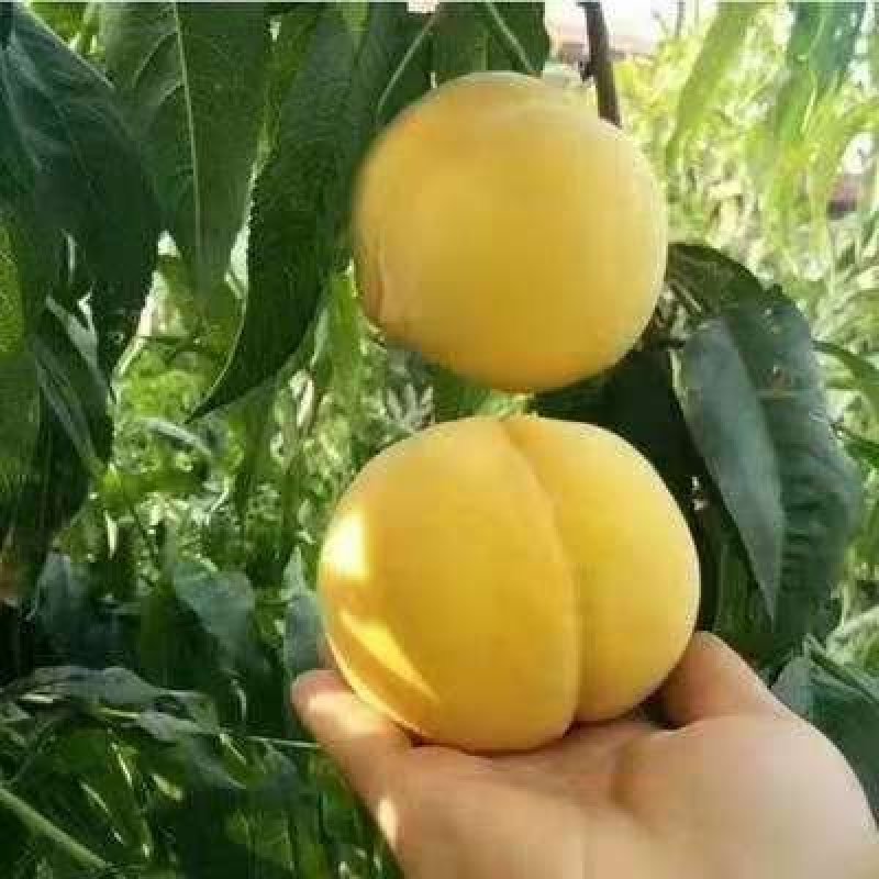 黄金桃树苗优质嫁接苗品种纯果大脆甜产量高稳产