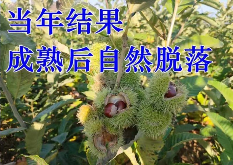 大红袍优质板栗苗，基地直销，包品种，包成活。