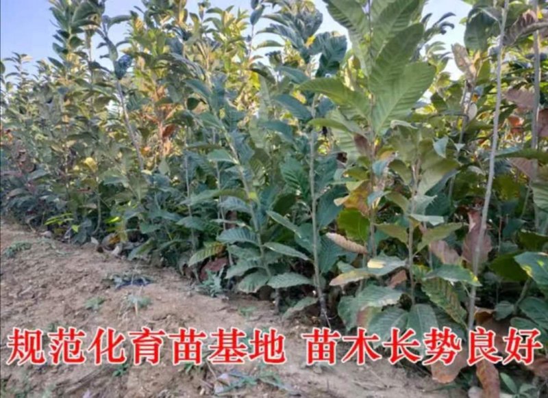 大红袍优质板栗苗，基地直销，包品种，包成活。