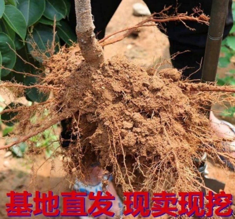 黄金桃树苗优质嫁接苗品种纯果大脆甜产量高稳产