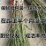 黄金桃树苗优质嫁接苗品种纯果大脆甜产量高稳产