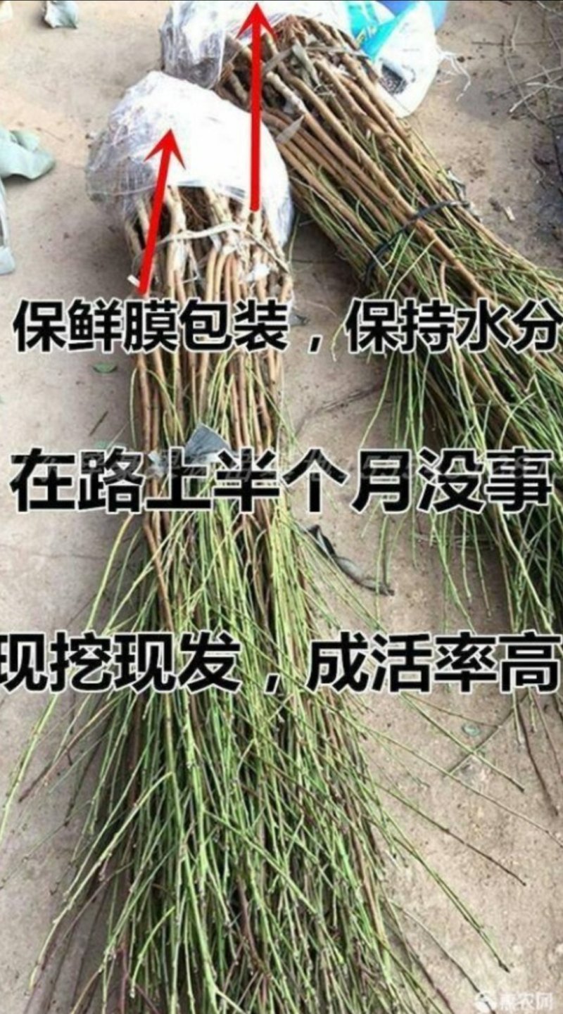 黄金桃树苗优质嫁接苗品种纯果大脆甜产量高稳产