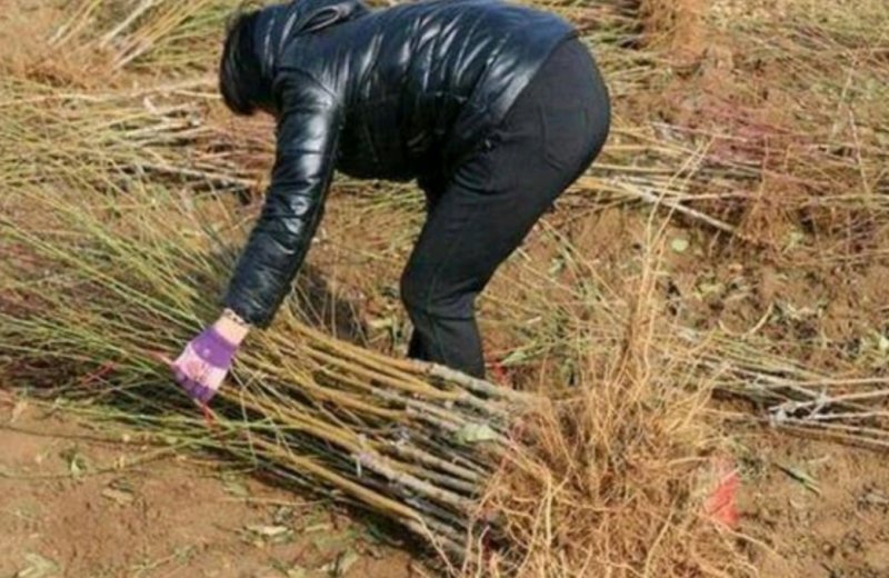 黄金桃树苗优质嫁接苗品种纯果大脆甜产量高稳产