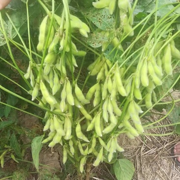 黄豆种子