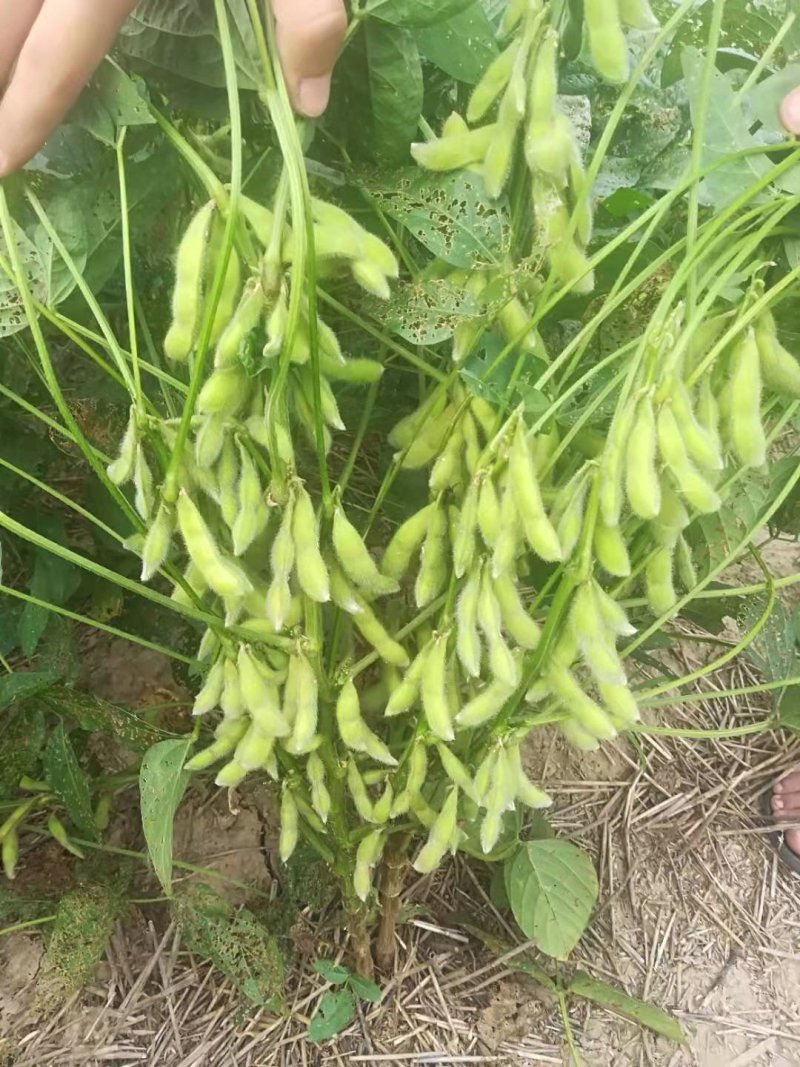 黄豆种子