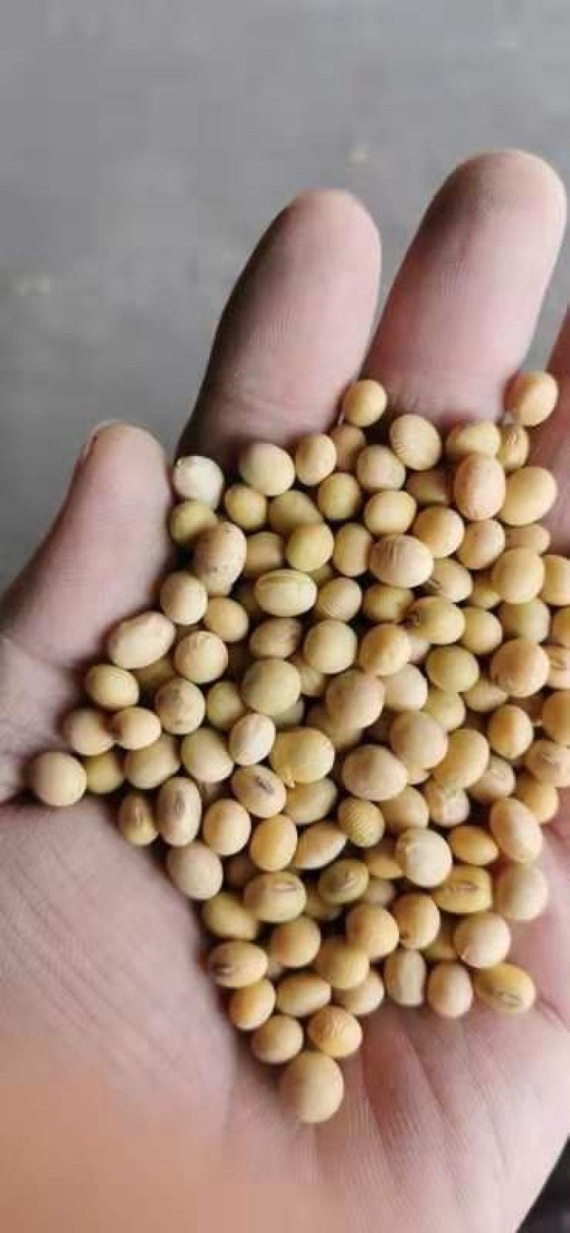 黄豆质优价廉