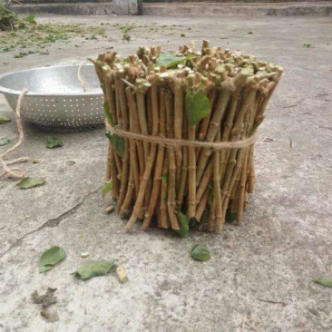 茉莉花枝条重瓣双瓣茉莉花苗枝条按斤卖广西横州发货