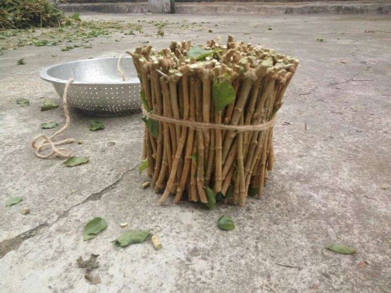茉莉花枝条重瓣双瓣茉莉花苗枝条按斤卖广西横州发货