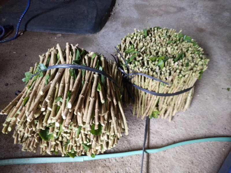 茉莉花枝条重瓣双瓣茉莉花苗枝条按斤卖广西横州发货