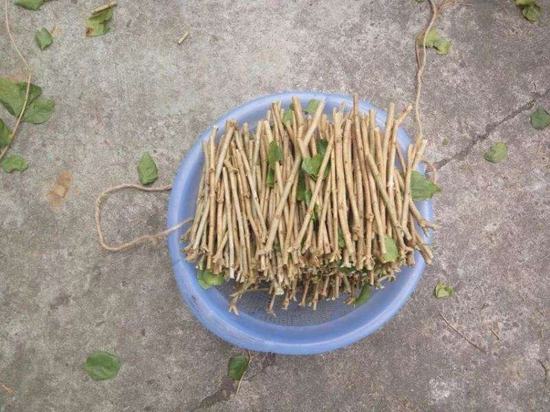茉莉花枝条重瓣双瓣茉莉花苗枝条按斤卖广西横州发货