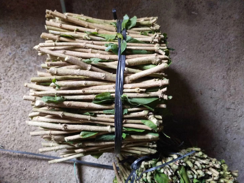 茉莉花枝条重瓣双瓣茉莉花苗枝条按斤卖广西横州发货