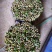 茉莉花枝条重瓣双瓣茉莉花苗枝条按斤卖广西横州发货