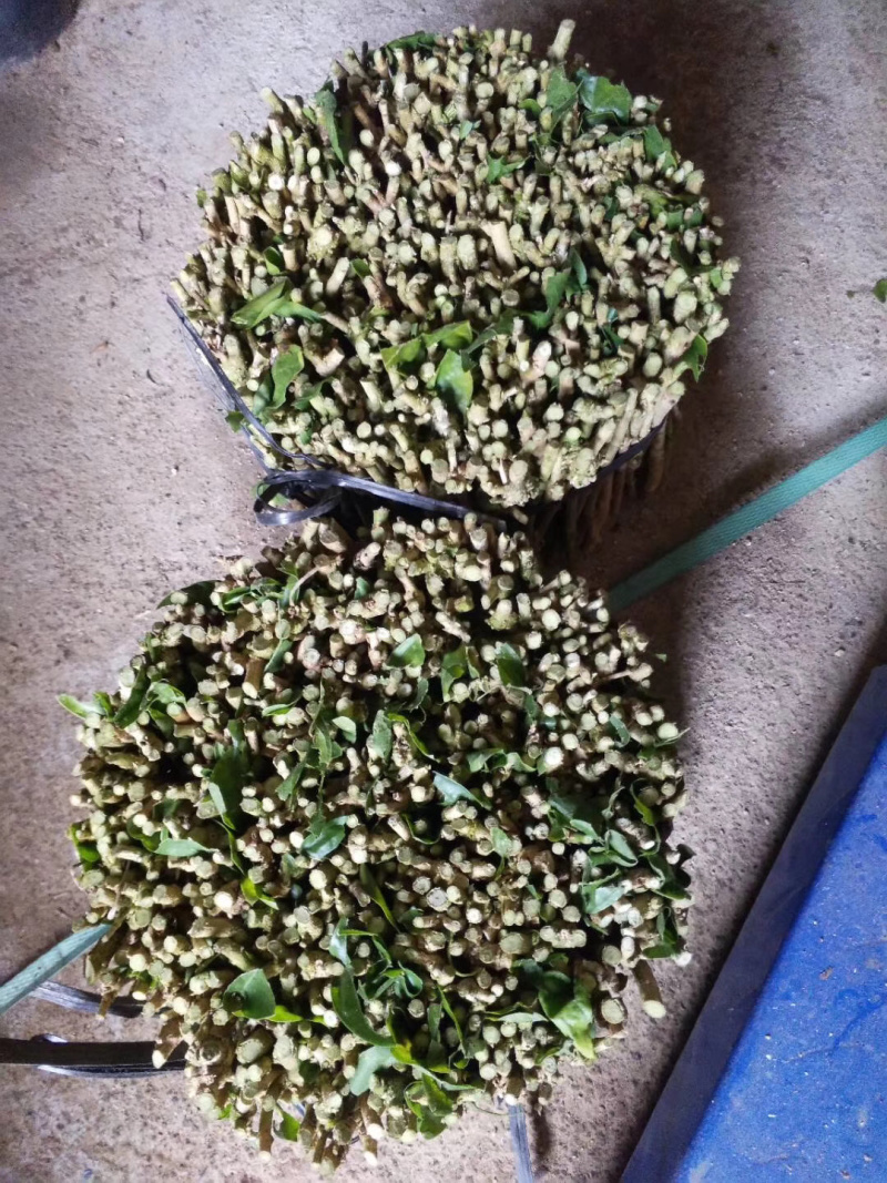 茉莉花枝条重瓣双瓣茉莉花苗枝条按斤卖广西横州发货