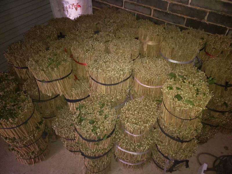 茉莉花枝条重瓣双瓣茉莉花苗枝条按斤卖广西横州发货