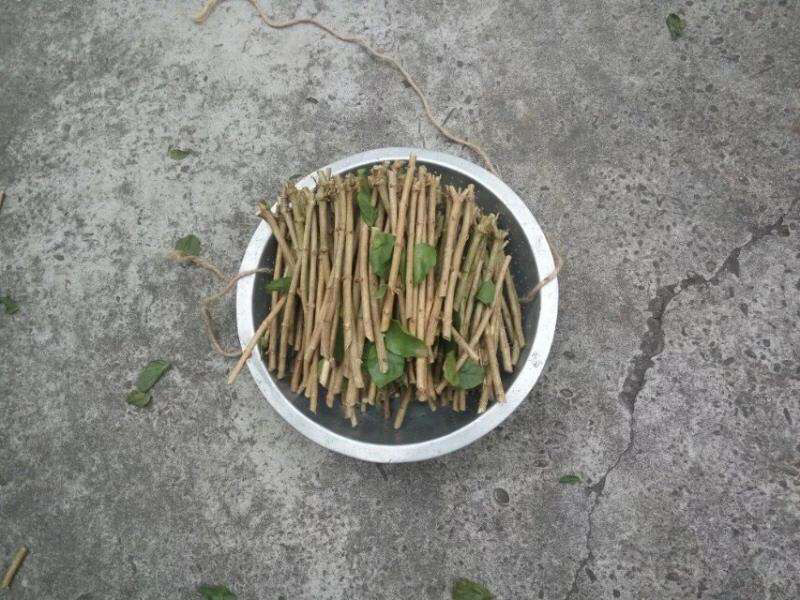 茉莉花枝条重瓣双瓣茉莉花苗枝条按斤卖广西横州发货