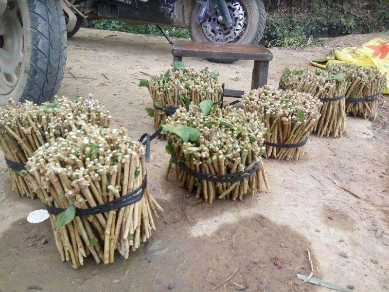 茉莉花枝条重瓣双瓣茉莉花苗枝条按斤卖广西横州发货