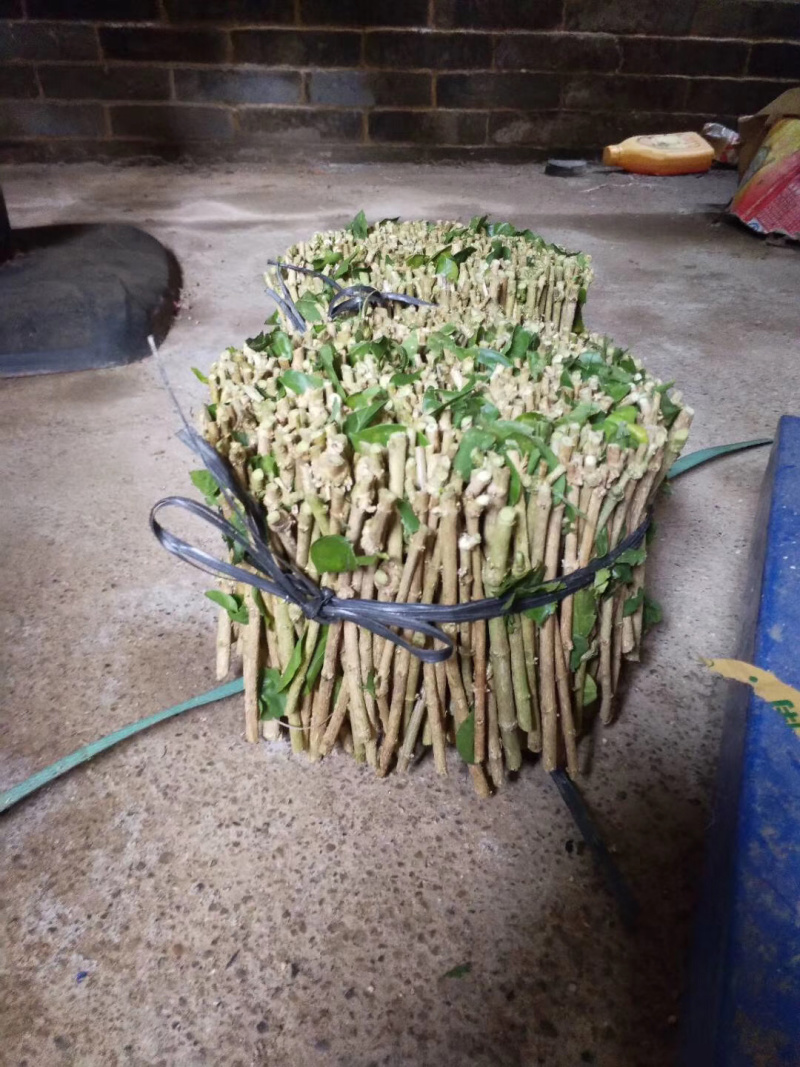茉莉花枝条重瓣双瓣茉莉花苗枝条按斤卖广西横州发货