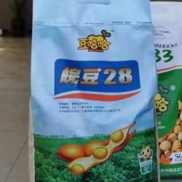 黄豆种子