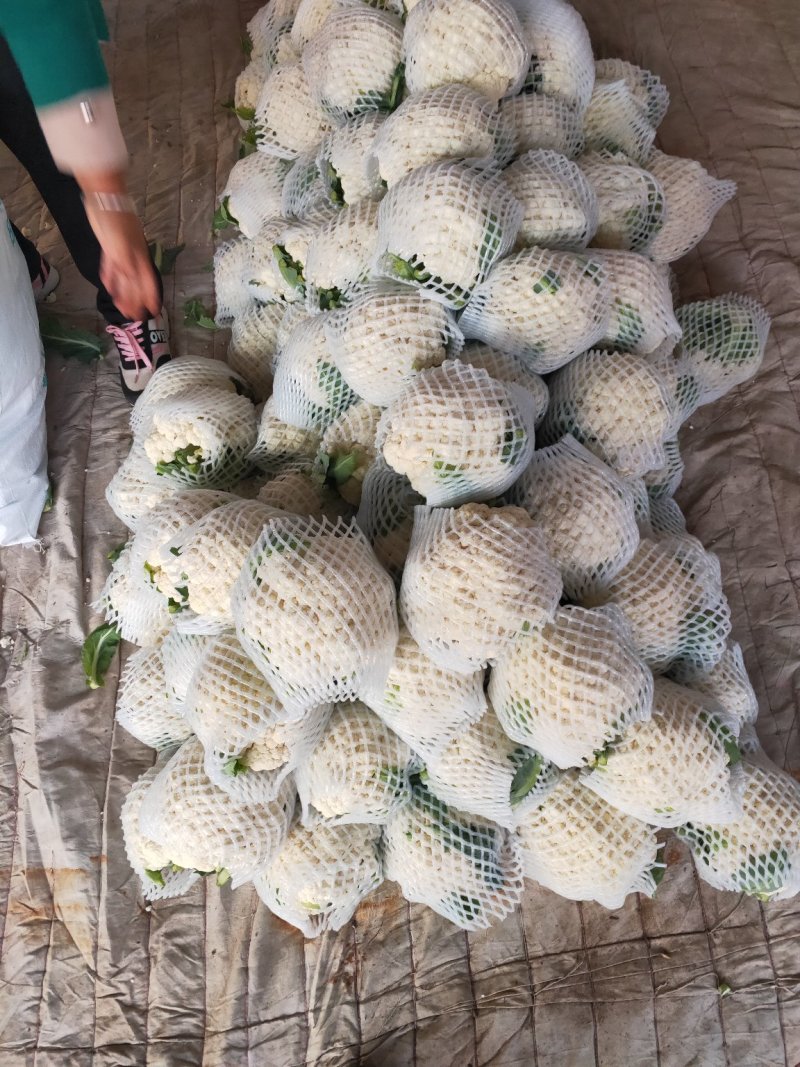 菜花支持找车，专业代办，精诚合作，保质保量，