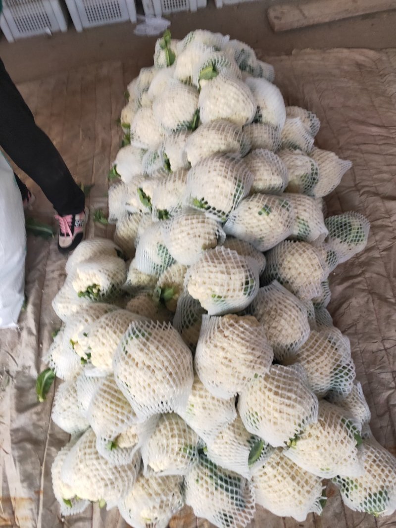 菜花支持找车，专业代办，精诚合作，保质保量，