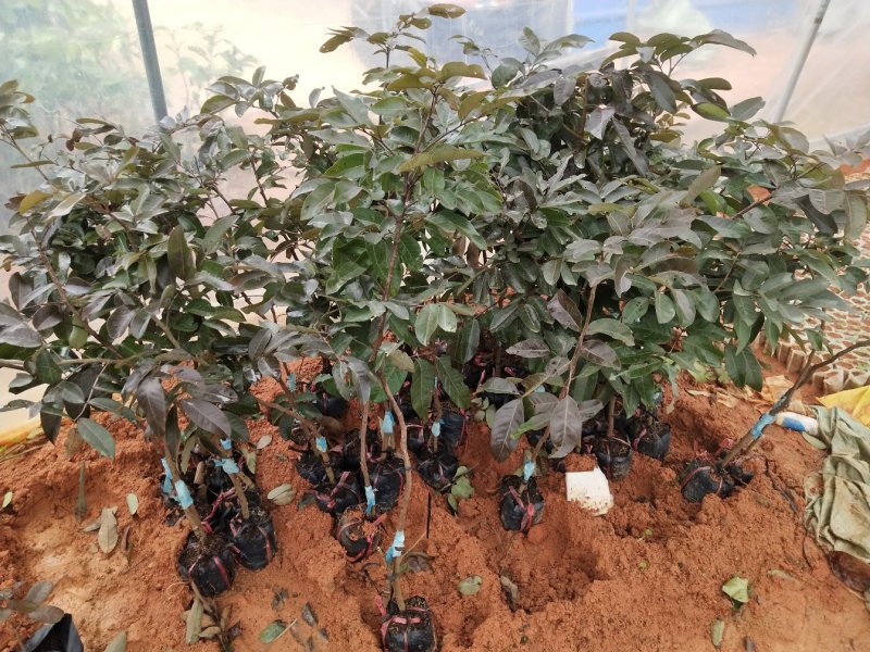 正品包邮泰国进口红皮龙眼带营养杯原土发货