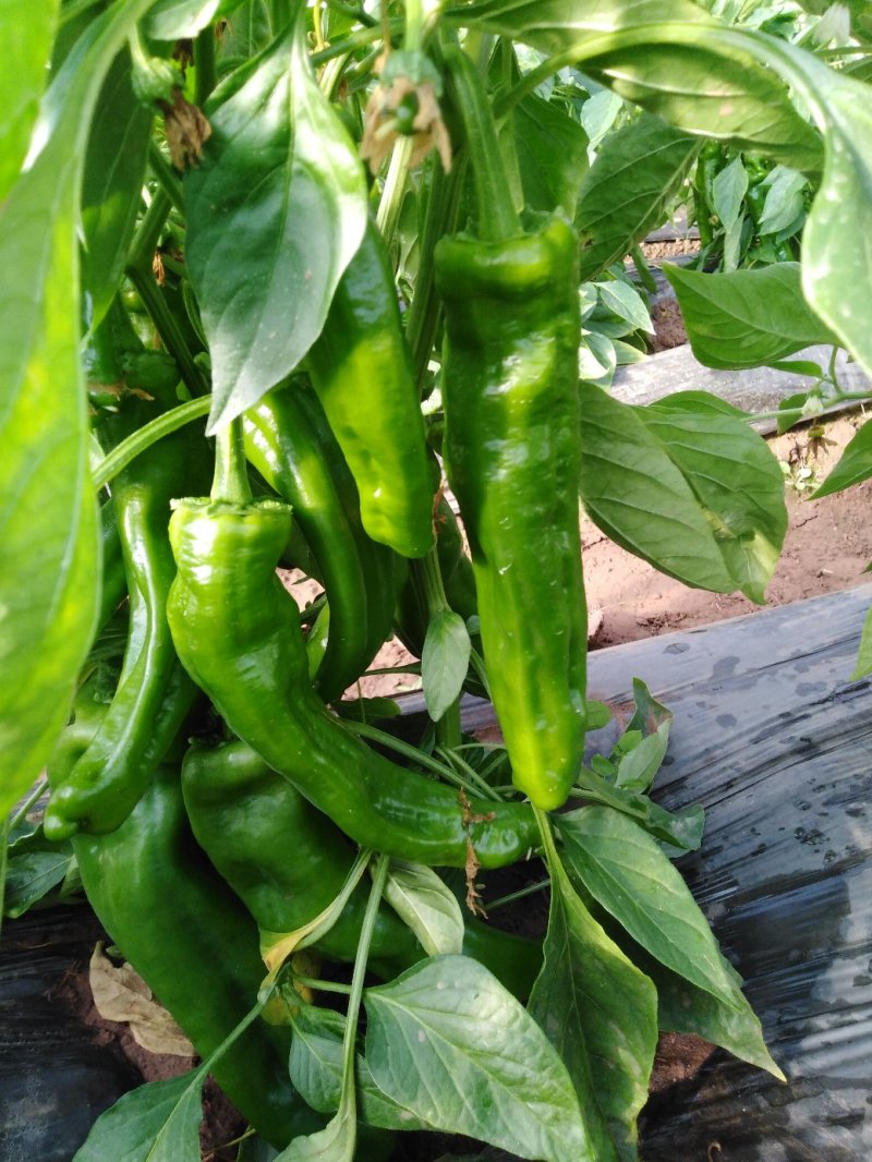 自种鲜辣椒