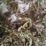 纯野生蒲公英干货整颗野生手选精品长根精选货源