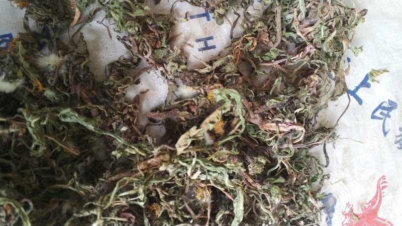 纯野生蒲公英干货整颗野生手选精品长根精选货源