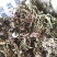 纯野生蒲公英干货整颗野生手选精品长根精选货源