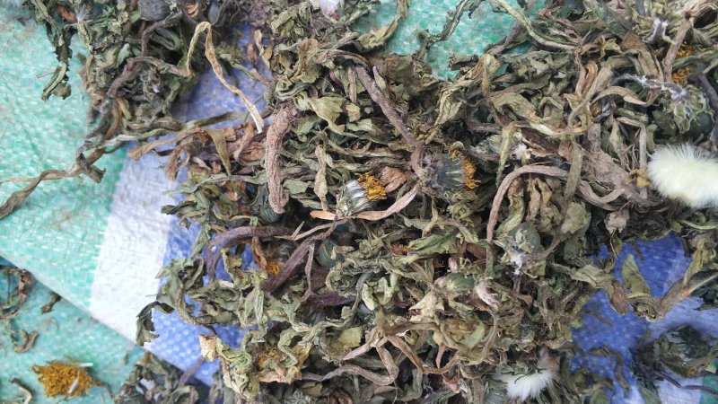 纯野生蒲公英干货整颗野生手选精品长根精选货源