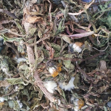 纯野生蒲公英干货整颗野生手选精品长根精选货源