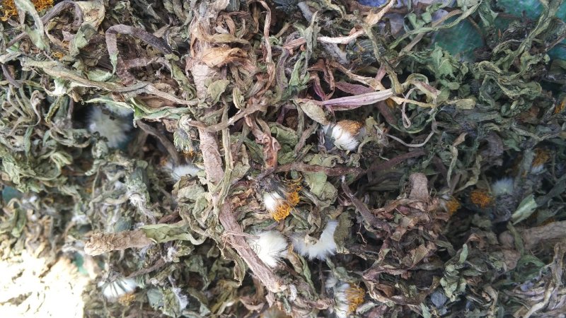 纯野生蒲公英干货整颗野生手选精品长根精选货源