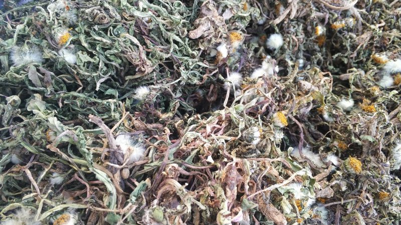 纯野生蒲公英干货整颗野生手选精品长根精选货源