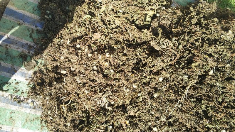 纯野生蒲公英干货整颗野生手选精品长根精选货源