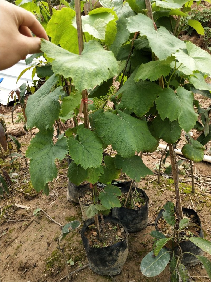 葡萄树苗阳光玫瑰葡萄苗葡萄南方北方种植盆栽地栽庭院葡萄果