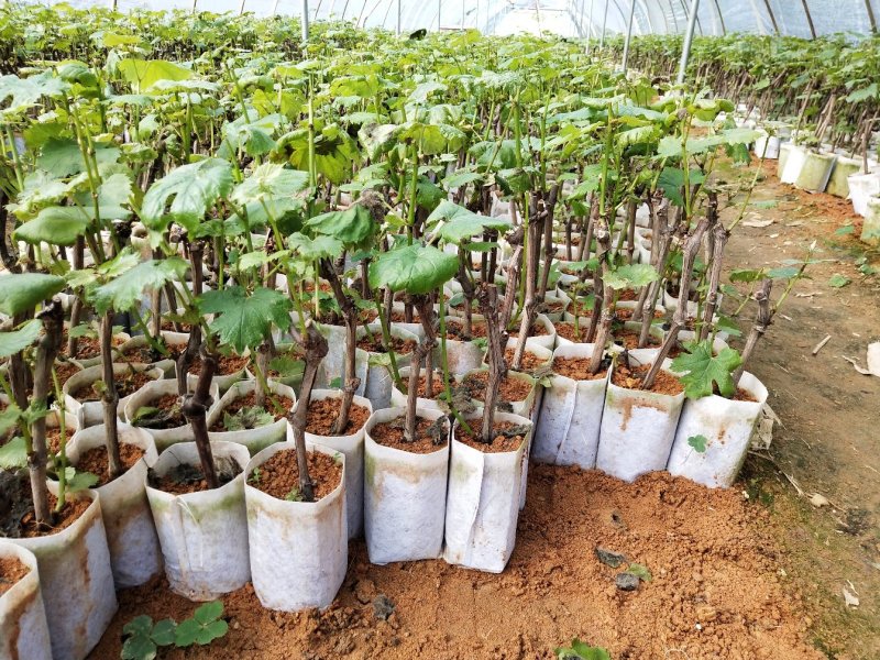 葡萄树苗阳光玫瑰葡萄苗葡萄南方北方种植盆栽地栽庭院葡萄果