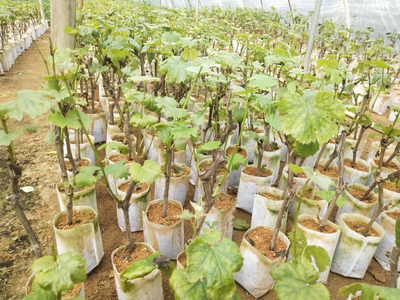 葡萄树苗阳光玫瑰葡萄苗葡萄南方北方种植盆栽地栽庭院葡萄果