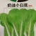 快菜种子四季速生小白菜籽农家菜园蔬菜种子阳台种菜盆栽青菜