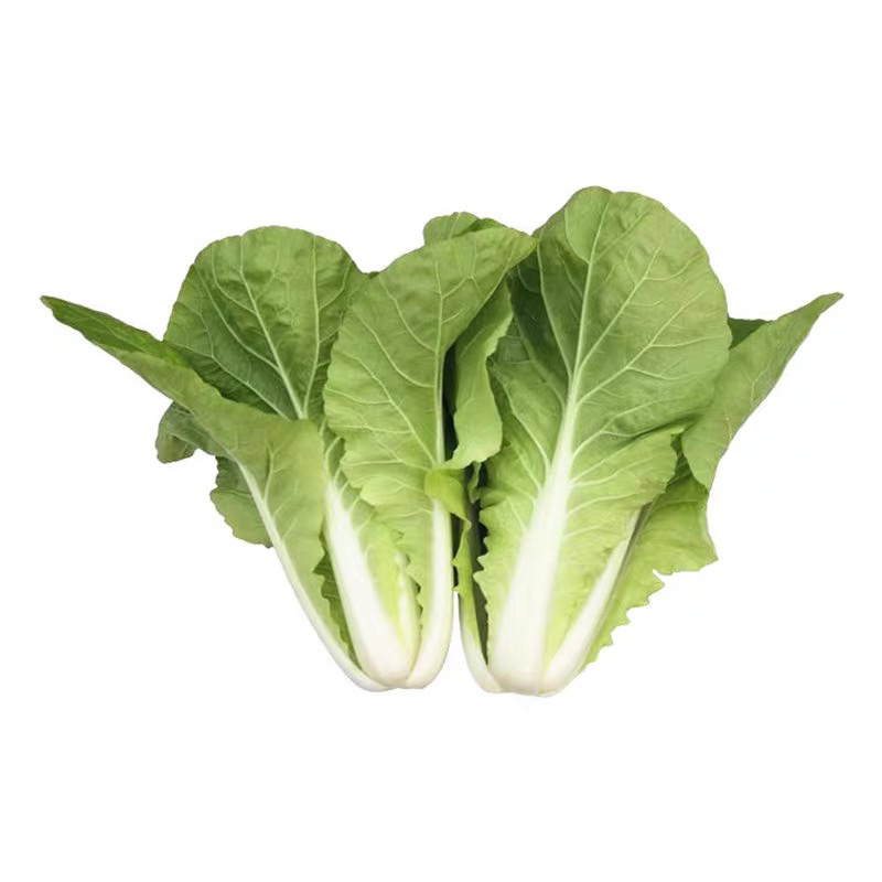 快菜种子四季速生小白菜籽农家菜园蔬菜种子阳台种菜盆栽青菜