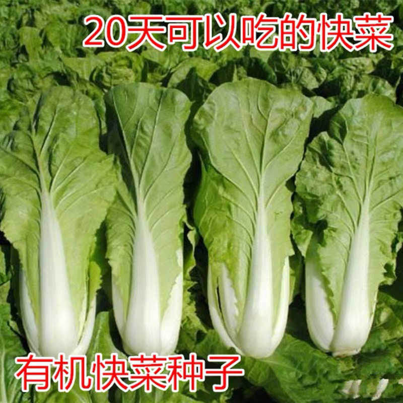 快菜种子四季速生小白菜籽农家菜园蔬菜种子阳台种菜盆栽青菜